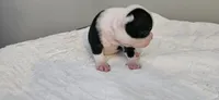 Blk/wht male 4, a male Boston Terrier for sale in Greenville, GA – 4 of 10