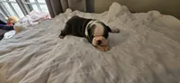 Blue female, a female Boston Terrier for sale in Greenville, GA – Photo 5 of 10