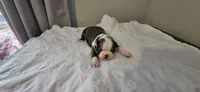 Blue female, a female Boston Terrier for sale in Greenville, GA – Photo 9 of 10