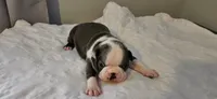 Blue female, a female Boston Terrier for sale in Greenville, GA – Photo 1 of 10