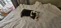 Blue female, a female Boston Terrier for sale in Greenville, GA – Photo 7 of 10