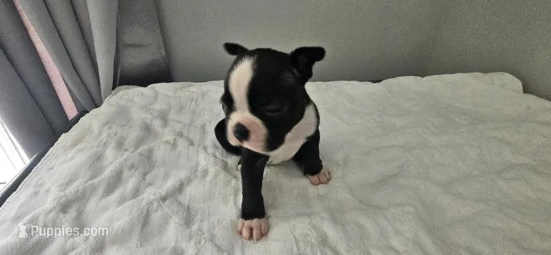 Blk/wht male 2 – Boston Terrier puppy for sale in Greenville, GA