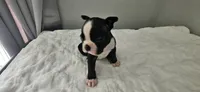 Blk/wht male 2, a male Boston Terrier for sale in Greenville, GA – 1 of 10