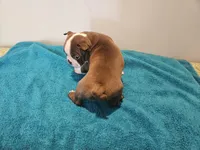 Cho female 1, a female Boston Terrier for sale in Greenville, GA – Photo 4 of 8