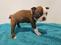 Cho female 1, a female Boston Terrier for sale in Greenville, GA – Photo 7 of 8