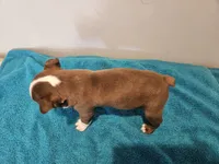 Cho female 1, a female Boston Terrier for sale in Greenville, GA – Photo 6 of 8