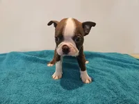 Cho female 1, a female Boston Terrier for sale in Greenville, GA – Photo 5 of 8
