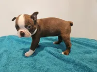 Cho female 1, a female Boston Terrier for sale in Greenville, GA – Photo 8 of 8