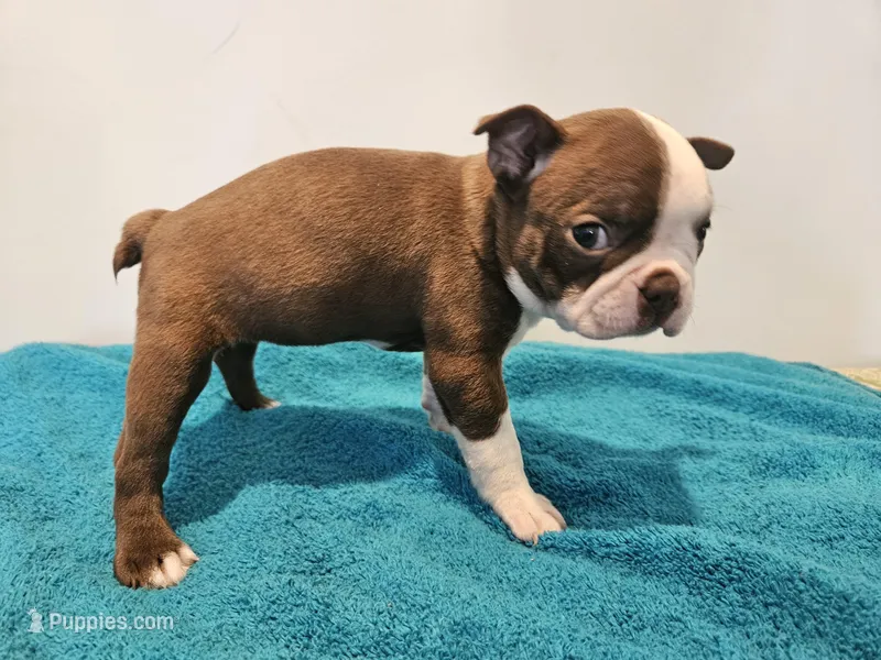 Cho female 1, a female Boston Terrier for sale in Greenville, GA – Photo 1 of 8
