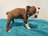 Cho female 1, a female Boston Terrier for sale in Greenville, GA – Photo 1 of 8