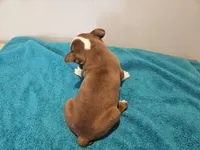 Cho female 1, a female Boston Terrier for sale in Greenville, GA – Photo 3 of 8