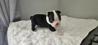Blk/wht male 4, a male Boston Terrier for sale in Greenville, GA – 10 of 10