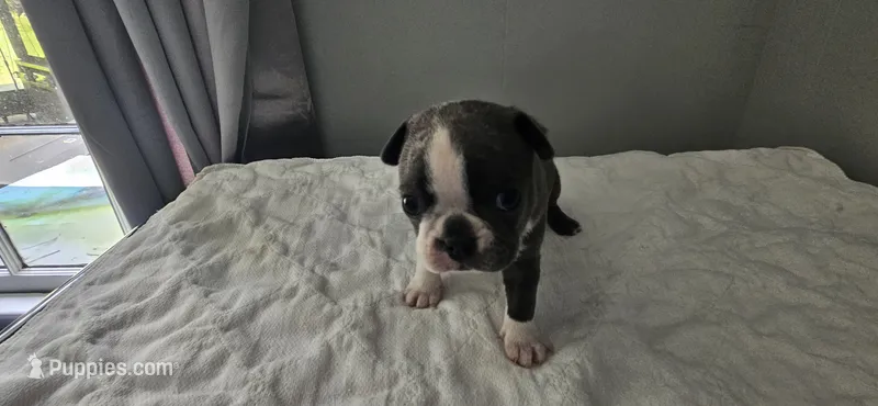 Blue female  – Boston Terrier puppy for sale in Greenville, GA