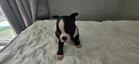 Blk/wht male 2, a male Boston Terrier for sale in Greenville, GA – 10 of 10