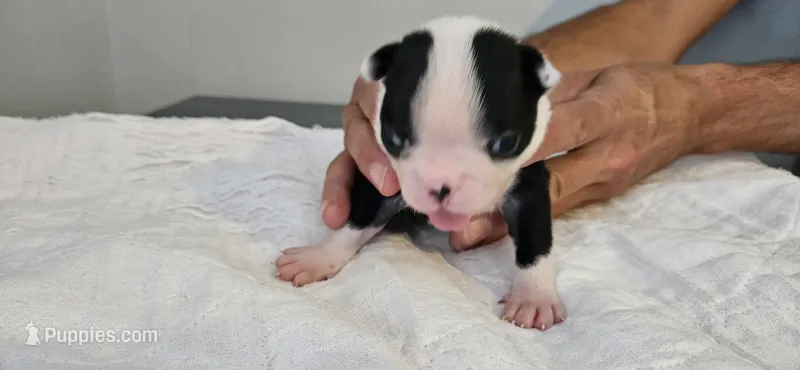 Blk/wht male 4 – Boston Terrier puppy for sale in Greenville, GA