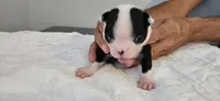 Blk/wht male 4, a male Boston Terrier for sale in Greenville, GA – 1 of 10