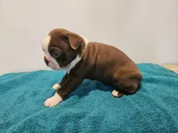 Cho male 2, a male Boston Terrier for sale in Greenville, GA – Photo 4 of 10