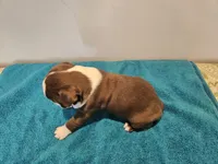 Cho male 2, a male Boston Terrier for sale in Greenville, GA – Photo 5 of 10