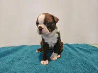 Cho male 2, a male Boston Terrier for sale in Greenville, GA – Photo 7 of 10
