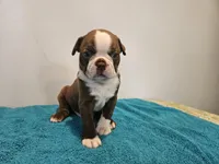 Cho male 2, a male Boston Terrier for sale in Greenville, GA – Photo 3 of 10