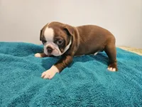 Cho male 2, a male Boston Terrier for sale in Greenville, GA – Photo 6 of 10