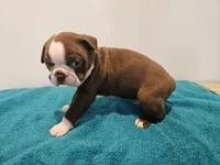 Cho male 2, a male Boston Terrier for sale in Greenville, GA – Photo 8 of 10