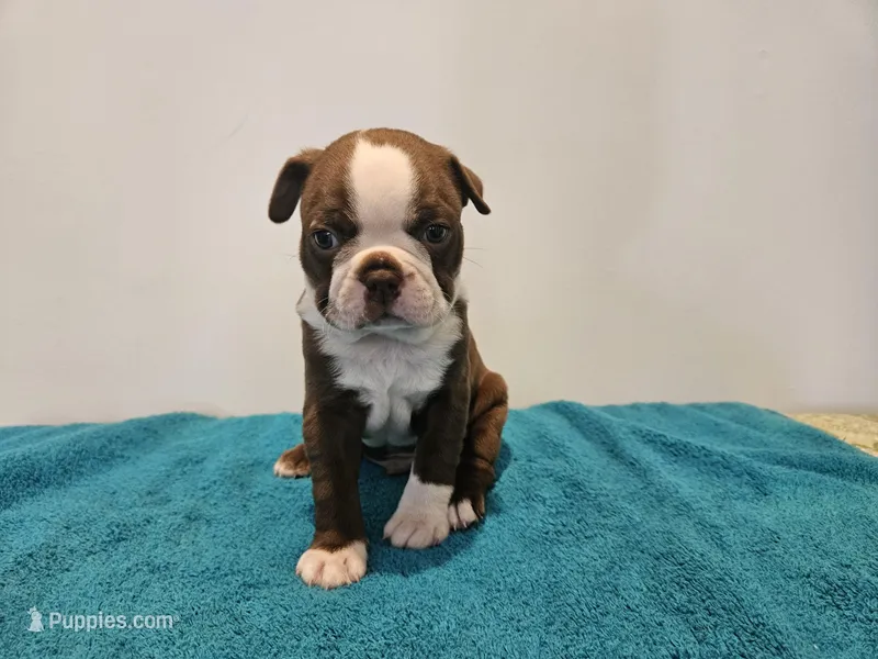 Cho male 2, a male Boston Terrier for sale in Greenville, GA – Photo 1 of 10