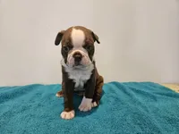 Cho male 2, a male Boston Terrier for sale in Greenville, GA – Photo 1 of 10