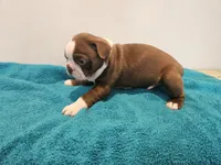 Cho male 2, a male Boston Terrier for sale in Greenville, GA – Photo 2 of 10