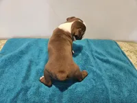 Cho male 2, a male Boston Terrier for sale in Greenville, GA – Photo 10 of 10