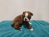 Cho male 2, a male Boston Terrier for sale in Greenville, GA – Photo 9 of 10