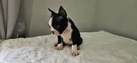 Blk/wht male 2, a male Boston Terrier for sale in Greenville, GA – 8 of 10