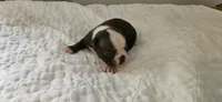 Cho female , a female Boston Terrier for sale in Greenville, GA – 3 of 10