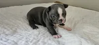 Blue female 1, a female Boston Terrier for sale in Greenville, GA – 2 of 10