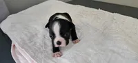 Blk/wht male 3, a male Boston Terrier for sale in Greenville, GA – 2 of 10