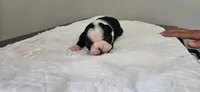 Blk/wht female 2, a female Boston Terrier for sale in Greenville, GA – 3 of 10