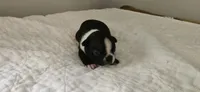Blk/wht male 1, a male Boston Terrier for sale in Greenville, GA – 8 of 10
