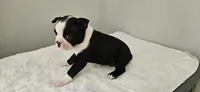 Blk/wht female 2, a female Boston Terrier for sale in Greenville, GA – 2 of 10