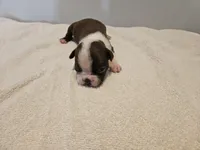 Cho male 3, a male Boston Terrier for sale in Greenville, GA – Photo 9 of 10