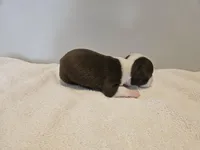 Cho male 3, a male Boston Terrier for sale in Greenville, GA – Photo 4 of 10