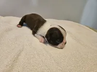 Cho male 3, a male Boston Terrier for sale in Greenville, GA – Photo 6 of 10