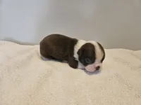 Cho male 3, a male Boston Terrier for sale in Greenville, GA – Photo 5 of 10