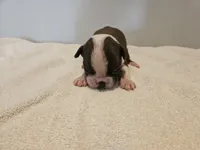 Cho male 3, a male Boston Terrier for sale in Greenville, GA – Photo 1 of 10