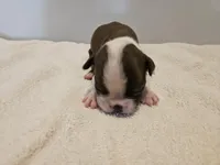 Cho male 3, a male Boston Terrier for sale in Greenville, GA – Photo 10 of 10