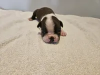 Cho male 3, a male Boston Terrier for sale in Greenville, GA – Photo 7 of 10