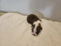 Cho male 3, a male Boston Terrier for sale in Greenville, GA – Photo 2 of 10