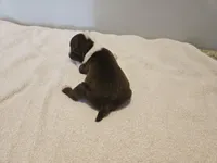 Cho male 3, a male Boston Terrier for sale in Greenville, GA – Photo 3 of 10