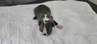 Blue female , a female Boston Terrier for sale in Greenville, GA – 9 of 10