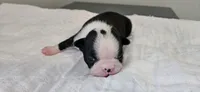 Blk/wht female 1, a female Boston Terrier for sale in Greenville, GA – 9 of 10