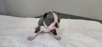 Blue female , a female Boston Terrier for sale in Greenville, GA – 6 of 10